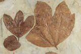 Plate of Paleocene Leaf Fossils - Glendive, Montana #188824-3